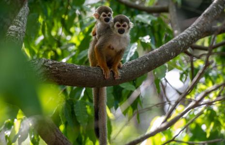 Help our forests