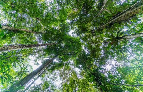 Protecting forests