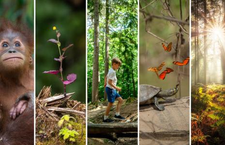 Speak up for forests