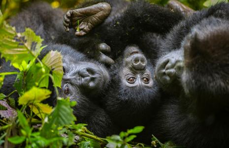 Join WWF as a member