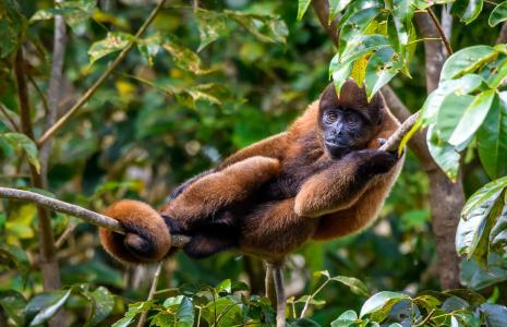 Protecting rainforests