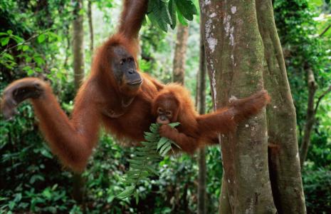 Your win for forests
