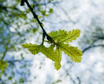 Success factors for attracting investment for critical Nature-based Solutions