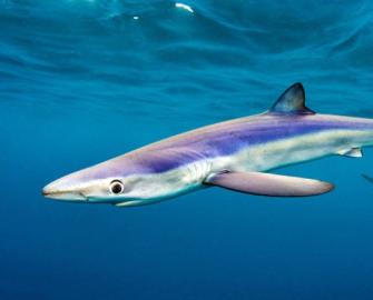 WWF Talks: Biomimicry