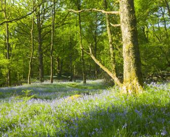 Common success factors for bankable nature-based solutions