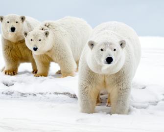 10 facts about polar bears