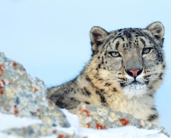10 facts about snow leopards