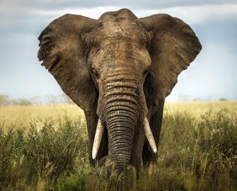 World elephant day - 12 August