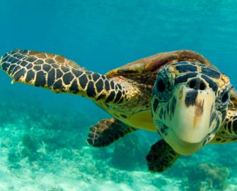 Marine turtle quiz