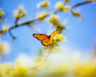 Wildlife quiz 