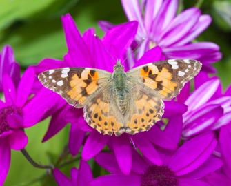 Butterfly feeder