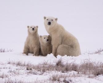 Test your polar bear knowledge