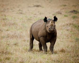 Top 5 facts about Black Rhinos