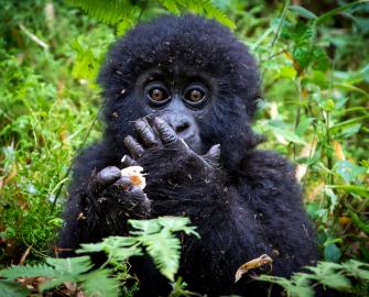 Wildlife quiz