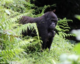 World Gorilla Day 2022