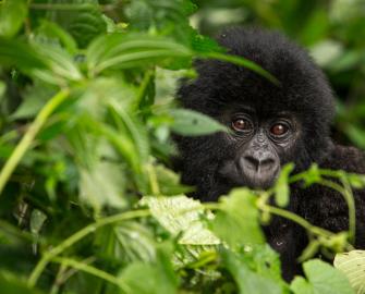 Top 10 facts about Gorillas