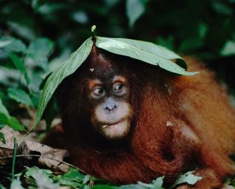 10 Facts about orangutans