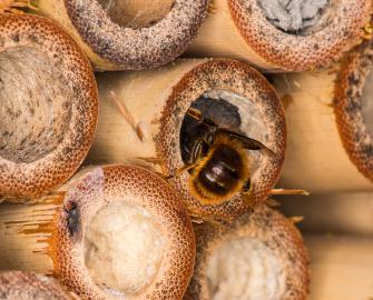 Make a bee hotel