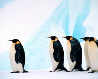 Test your penguin knowledge