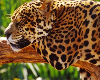 Adopt a Jaguar