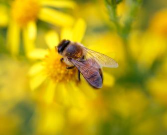 Top 10 facts about bees