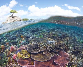 Coral reefs and climate change