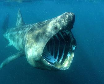 Our Planet Info Sheet - Coastal Seas