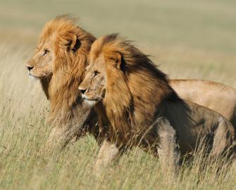 WWF Talks: Grasslands