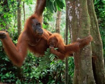 Take an orangutans quiz
