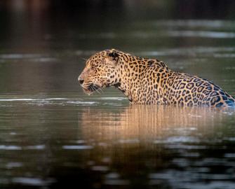 International jaguar day – 29 November