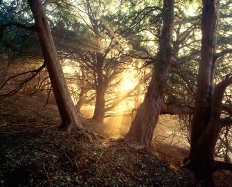 Nature Based Solutions