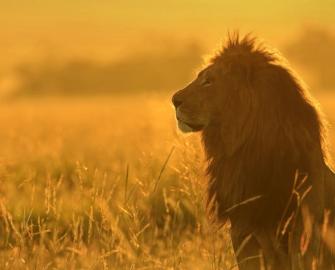 What lion king character are you?
