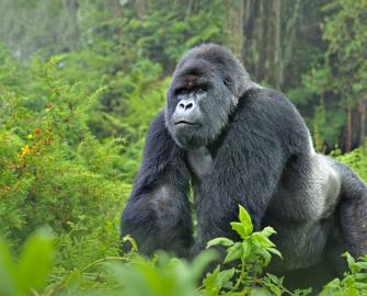 Mountain Gorillas