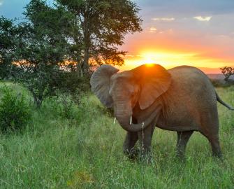 Take an elephant quiz