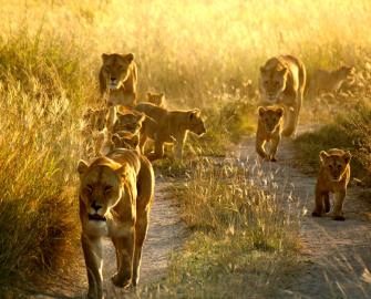 The Lions of Mkomazi - Counting Big Cats