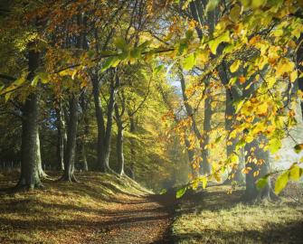 Then, now and next on nature-based solutions: Reflecting on COP26 and the road ahead
