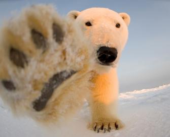 Adopt a Polar Bear