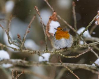 Adnoddau’r Gaeaf - Winter Resource