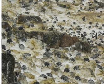 Do you know your animal poo?