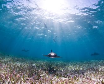 Deep blue sea quiz