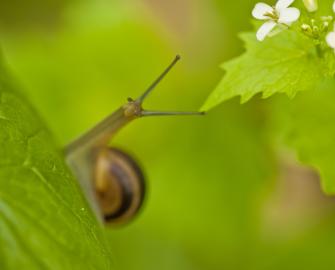 Snails