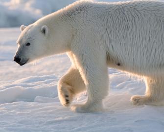 A day in the life of a polar bear researcher