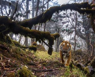 A wild tiger, Bhutan