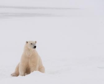 Polar bear, Churchill, Canada