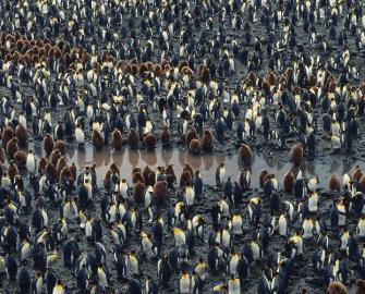 King penguin Colony, Antarctica