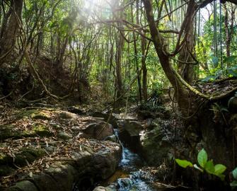 Lakehlaaii community forest, Myanmar