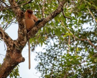 Proboscis monkey, Sabah, Borneo