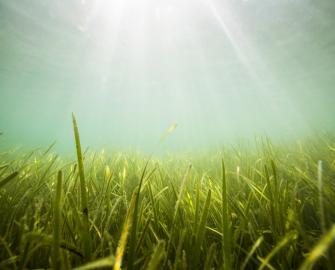 Seagrass beds, Porthdinllaen, Wales