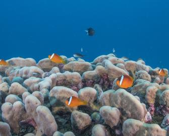 Great Sea Reef north of Vanua Levu, Fiji