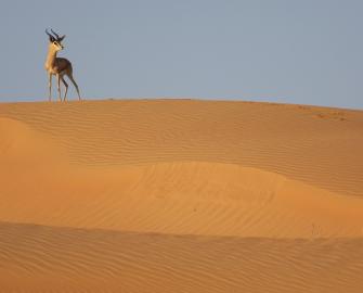 Zoom backgrounds WWF